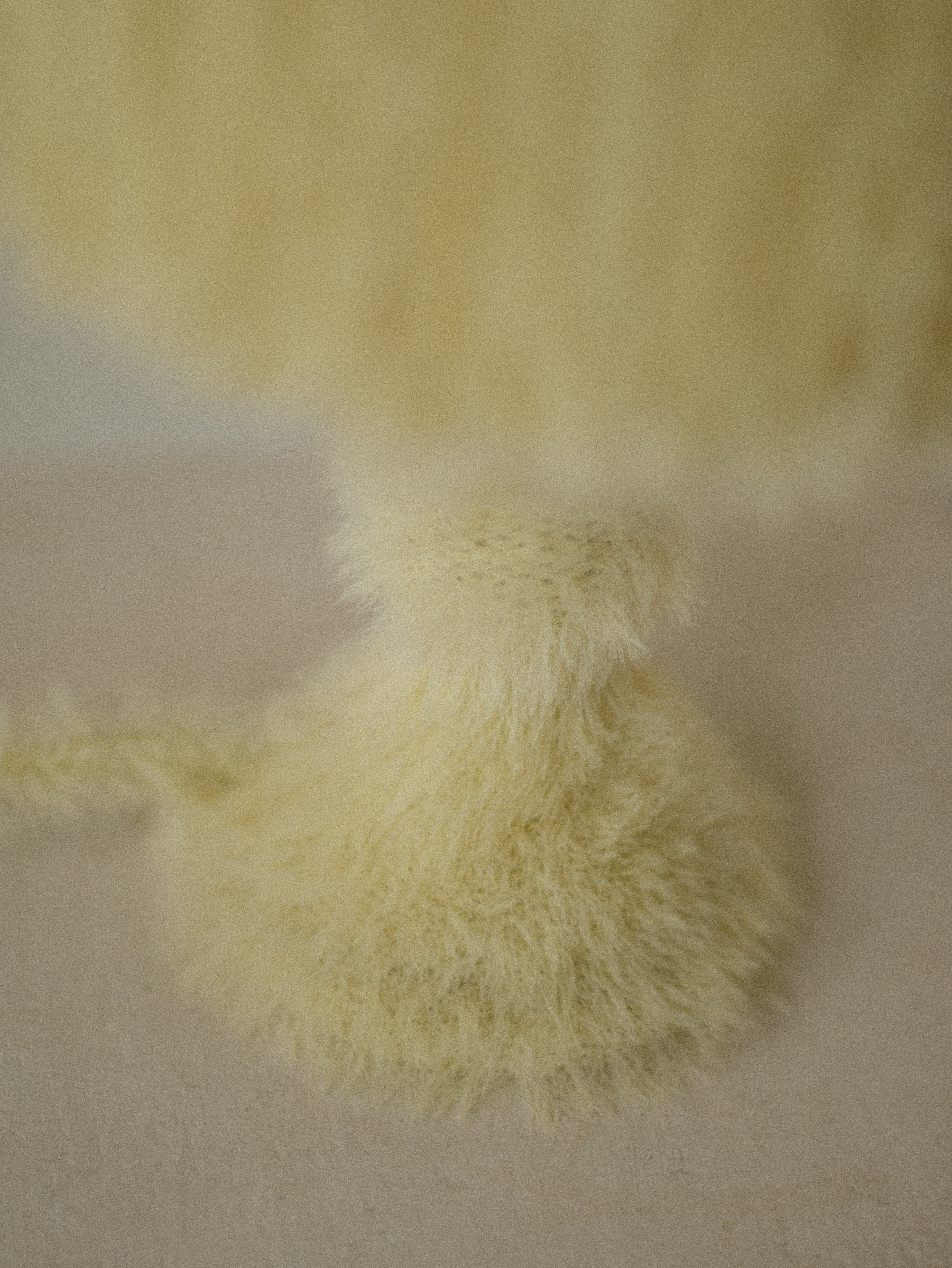 Chevet lamp BACK IN STOCK IN MARCH